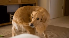 4 Причини зошто да не се нарекува куче со човечкото име